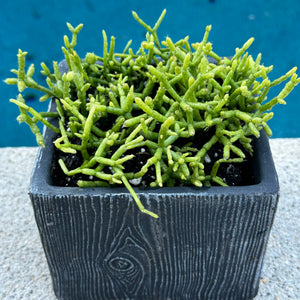 succulent rhipsalis Rhipsalis Cereuscula "Coral Cactus" – ILoveTus Succulents