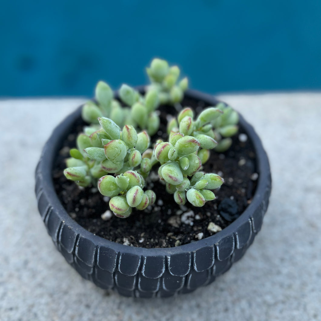 Cotyledon Pendens 