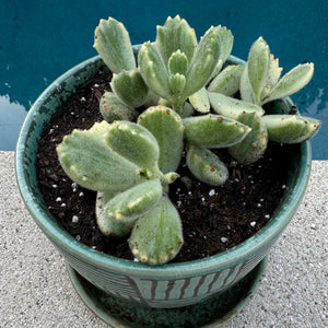 bear paw succulent Crassula Cotyledon Tomentosa "Bear's Paw" – ILoveTus Succulents