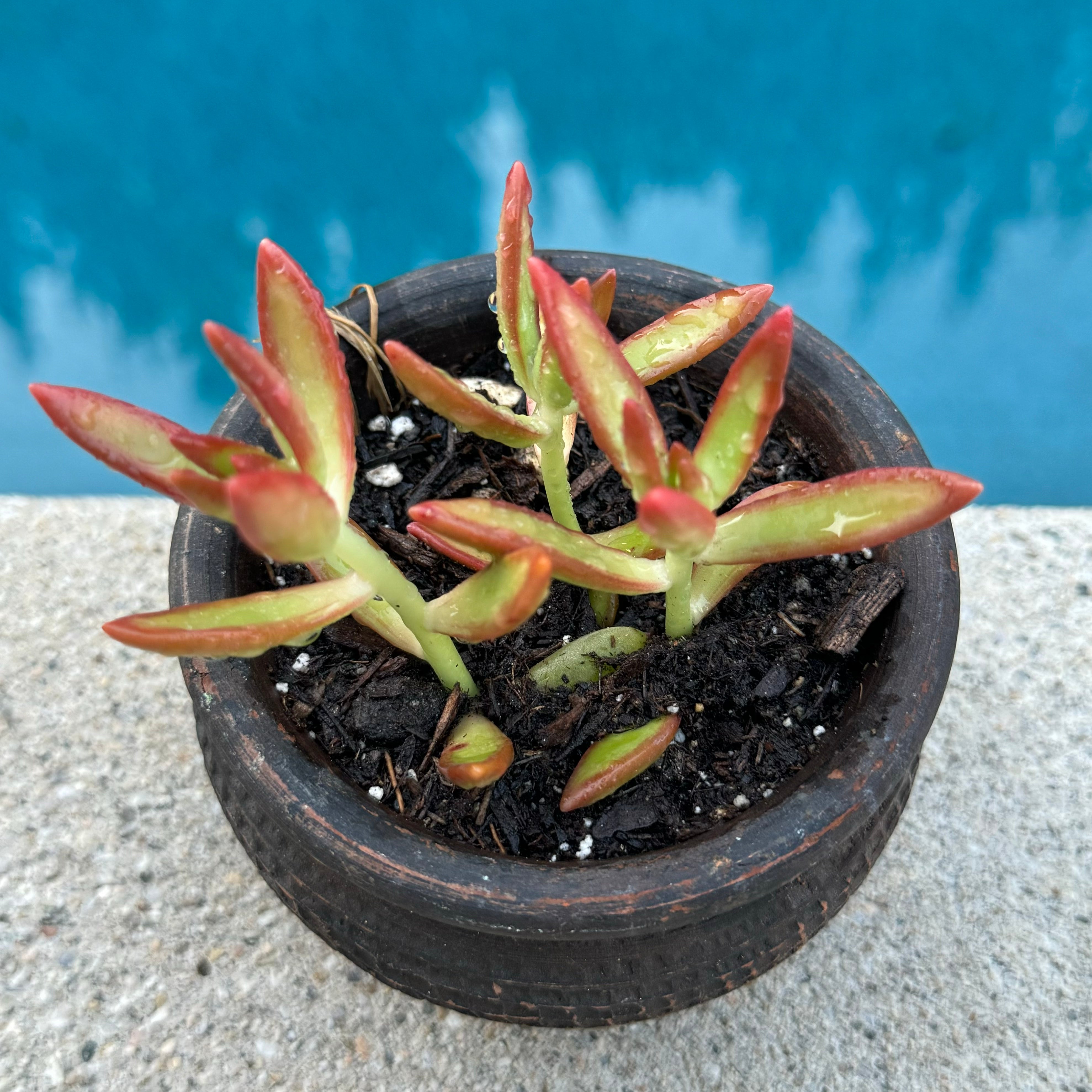crassula capitella succulent Crassula Capitella "Campfire" – ILoveTus Succulents