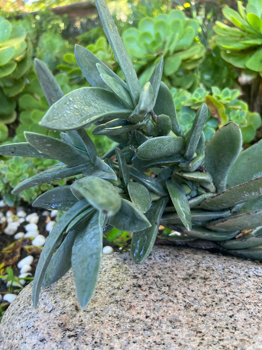 Crassula Falcata 