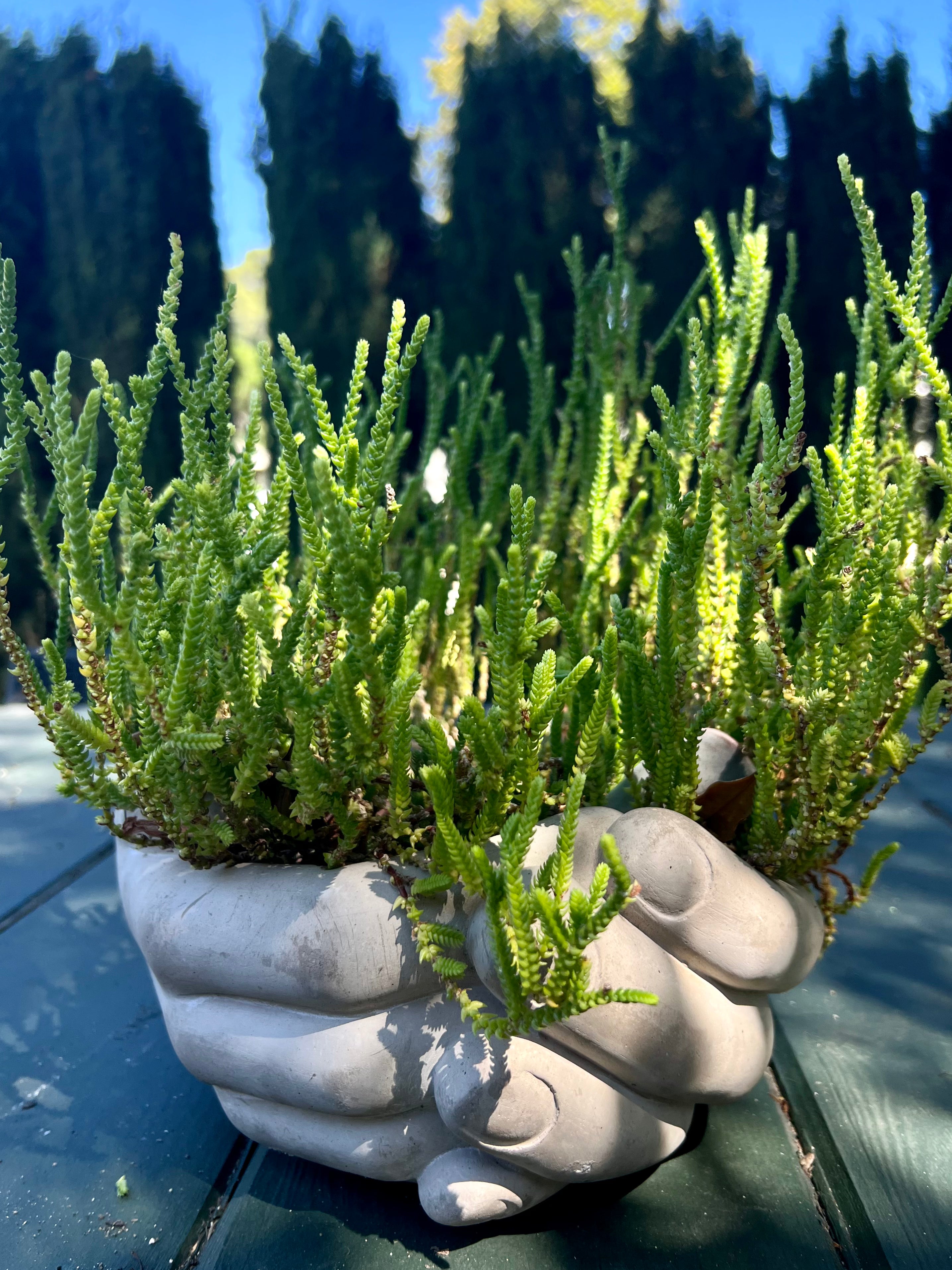 succulent watch Crassula Muscosa "Watch Chain" – ILoveTus Succulents