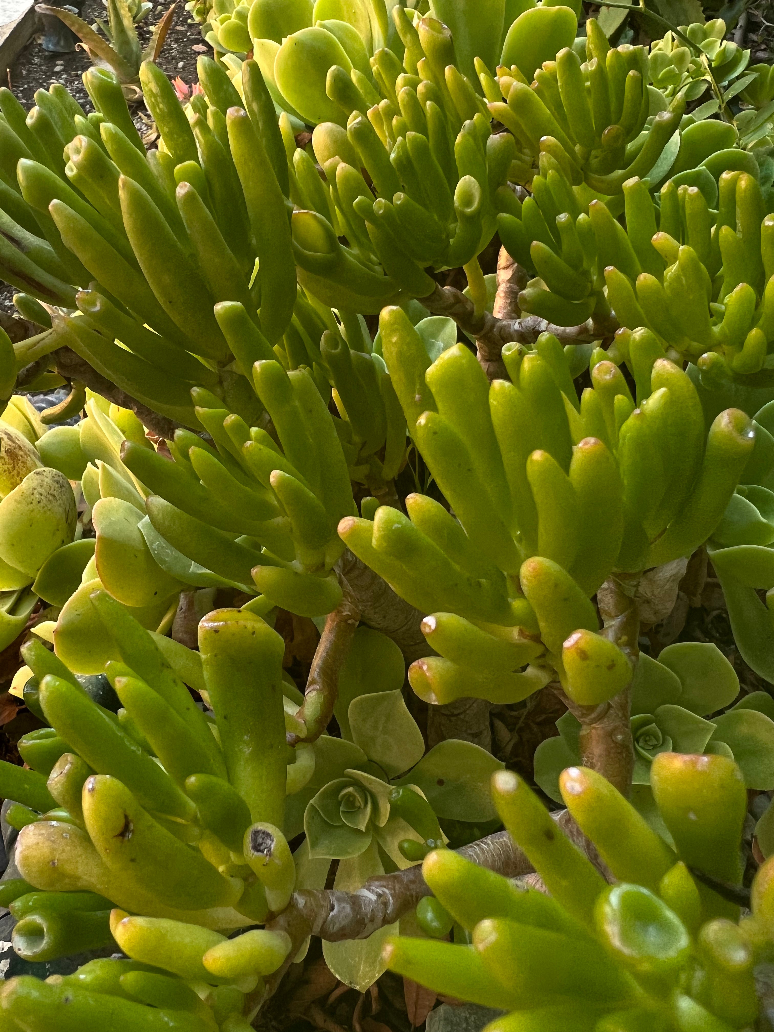ogre ear jade plant care Crassula Ovata Gollum "Ogre's Ear" – ILoveTus Succulents