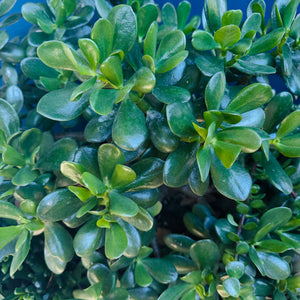 jade plant shrub Crassula Ovata "Jade Plant" – ILoveTus Succulents