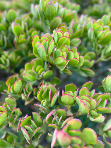 Crassula Ovata 