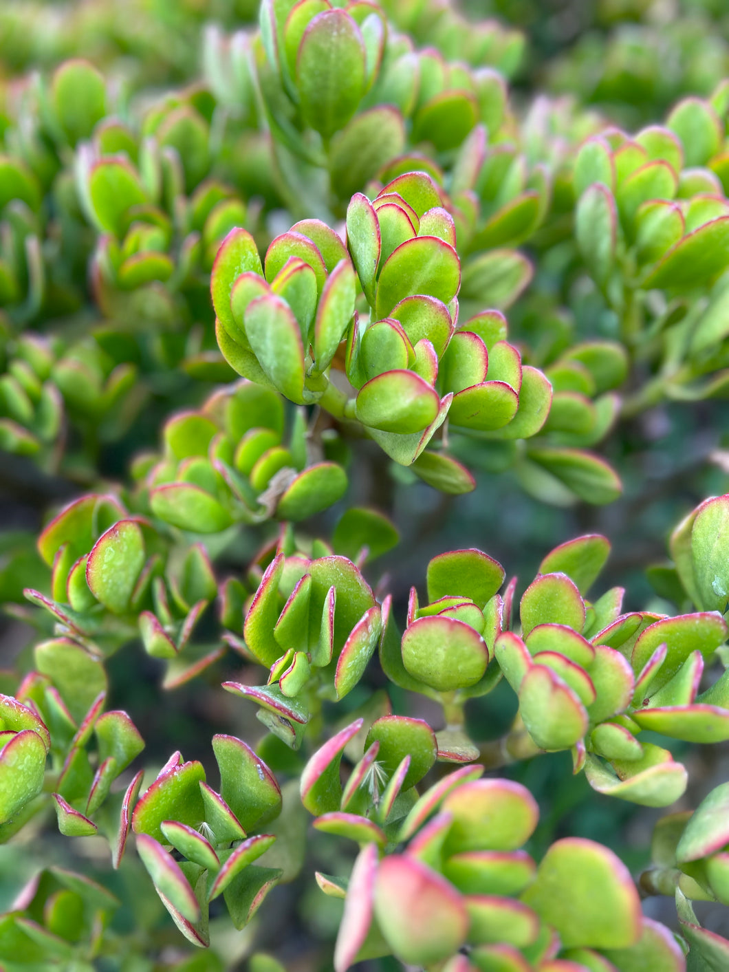 Crassula Ovata 