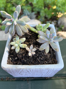 gray succulent plant Crassula Pachyphytum "Hookeri" – ILoveTus Succulents