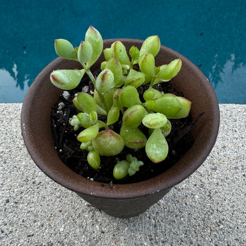 Crassula Rogersii 