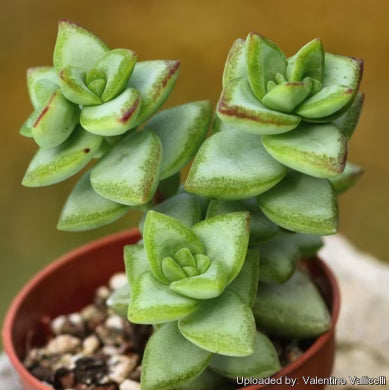 Crassula Rupestris 