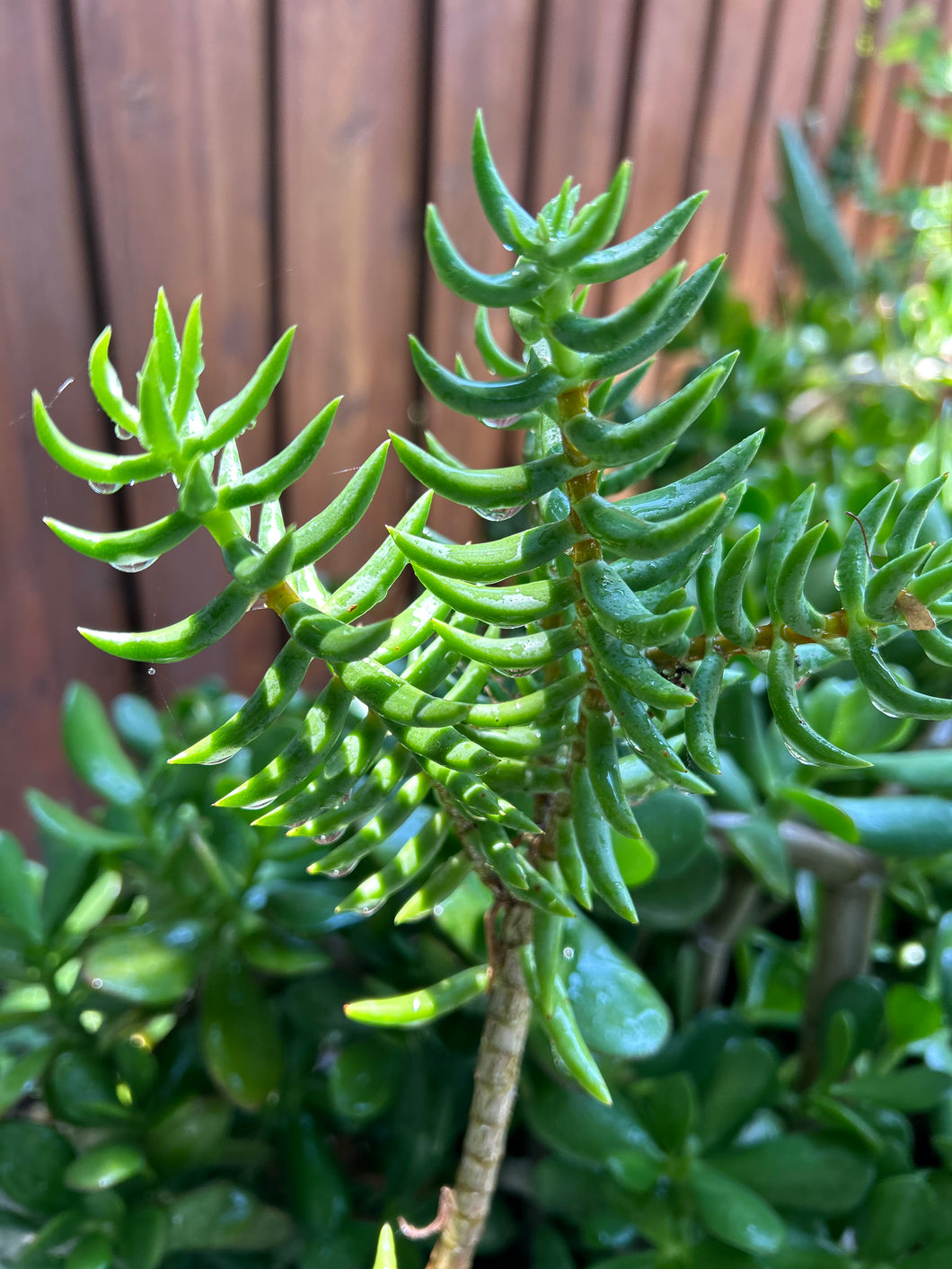 Crassula Tetragona 