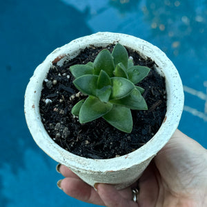 springtime succulent Crassula "Springtime" – ILoveTus Succulents