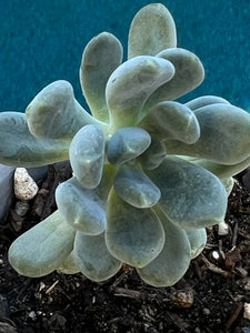 Pachyphytum Oviferum "Moonstones"