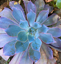 Load image into Gallery viewer, Echeveria &quot;Afterglow&quot;