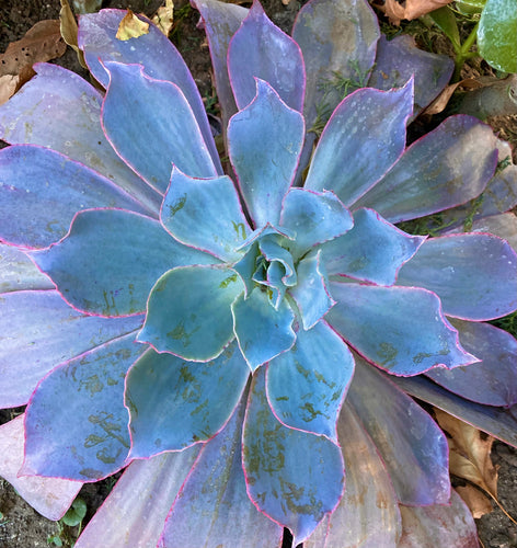 Echeveria 