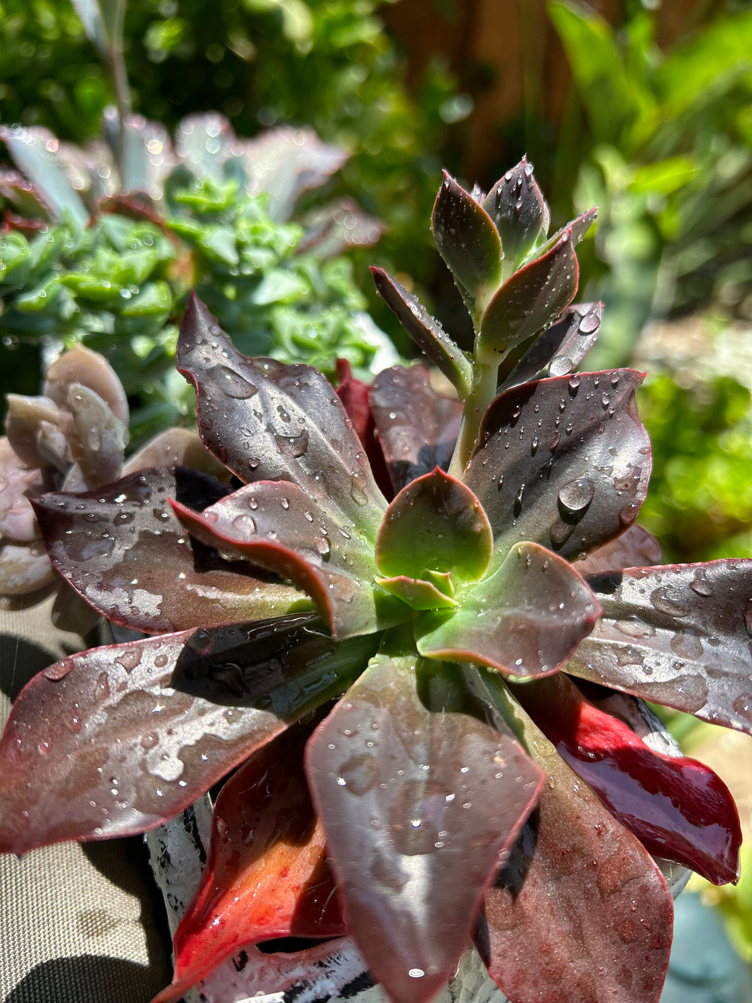 Echeveria 