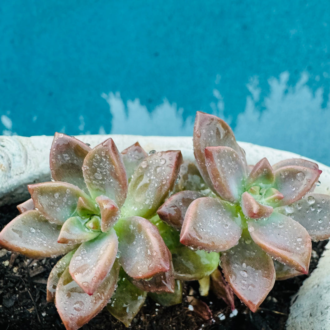 Echeveria Compressicaulis 