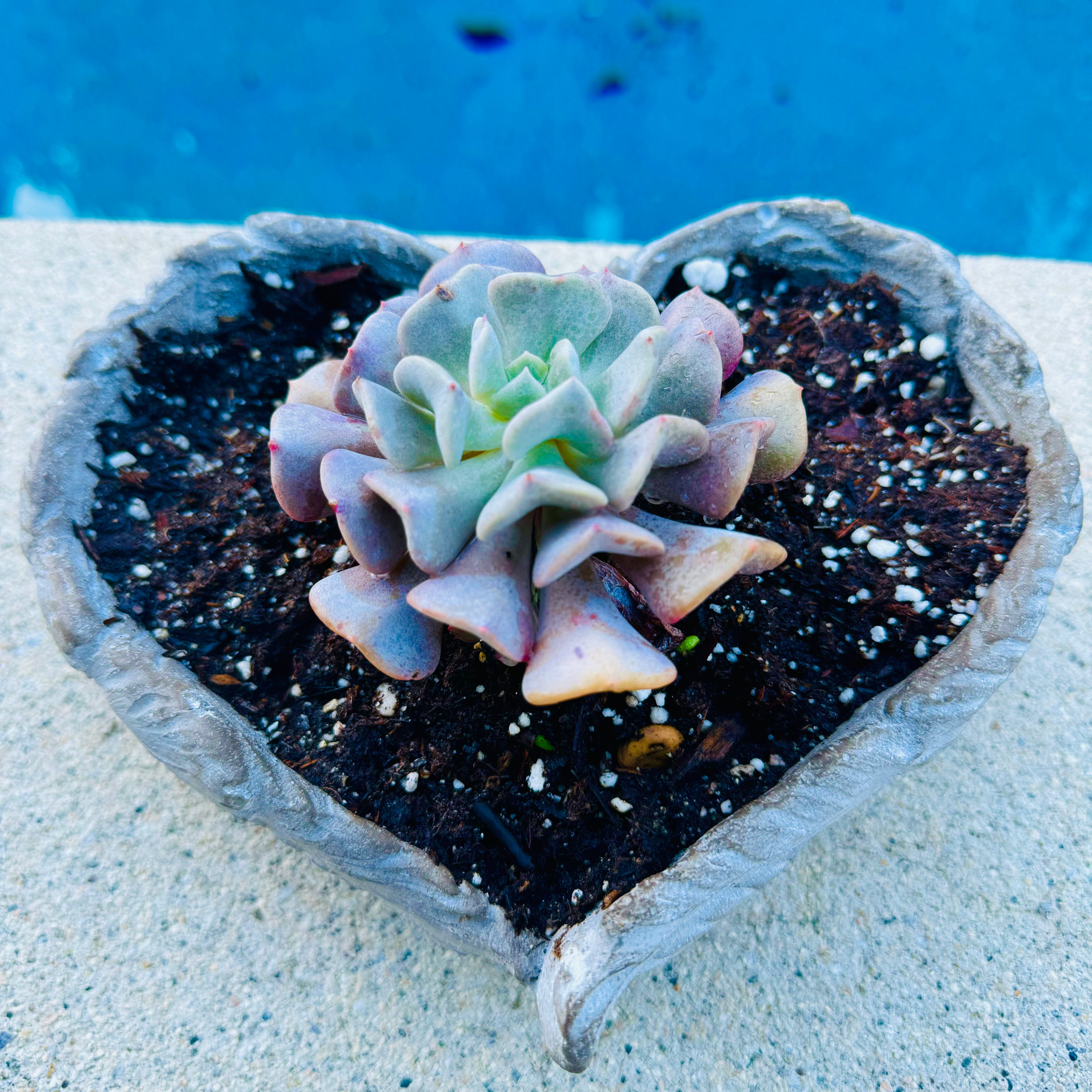 succulent cubic frost Echeveria "Cubic Frost" – ILoveTus Succulents
