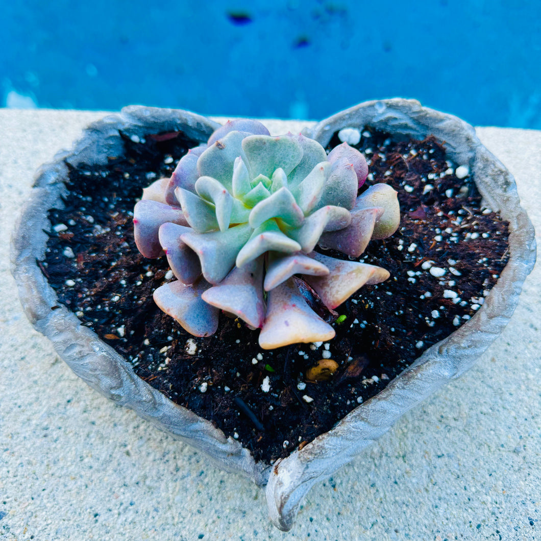 frosty blue succulent flower Echeveria "Cubic Frost" – ILoveTus Succulents