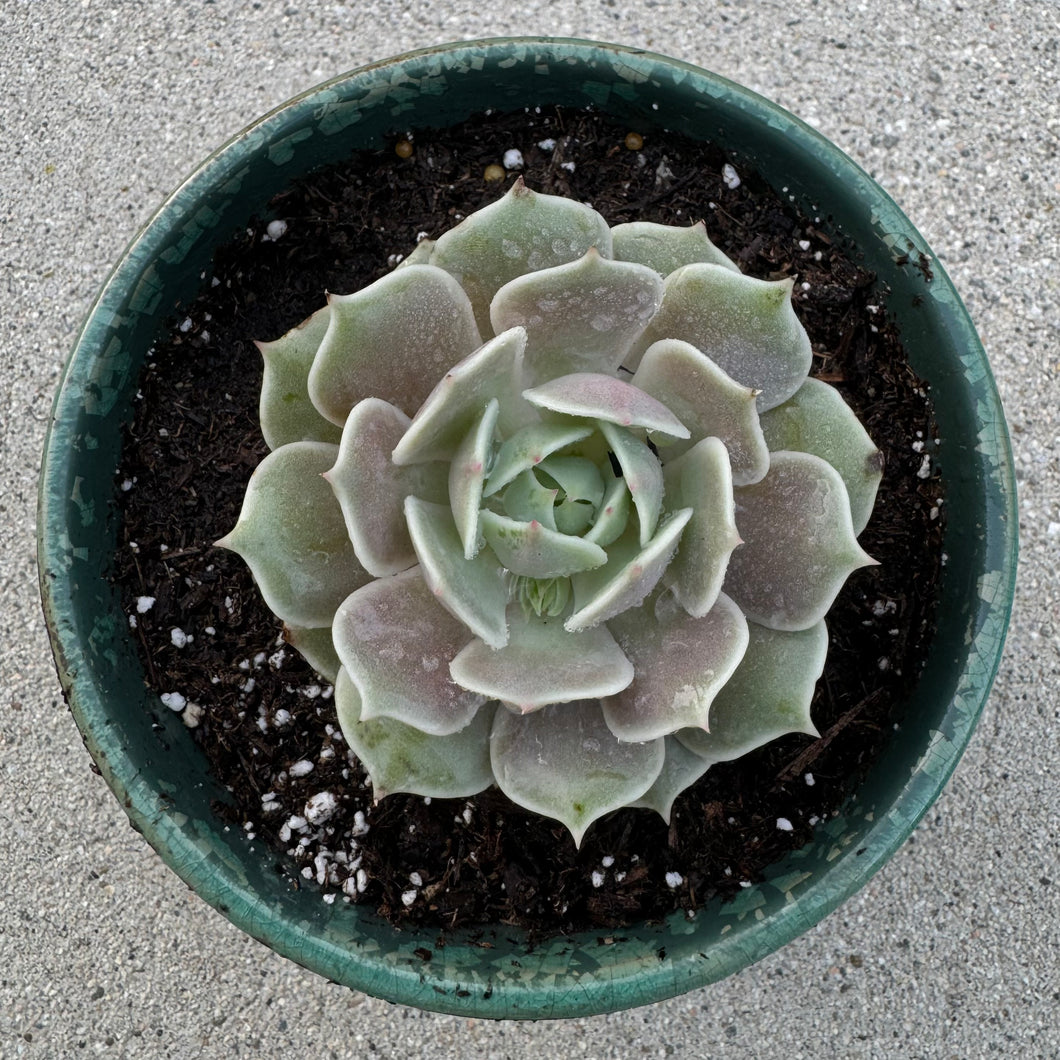 Echeveria Elegans 