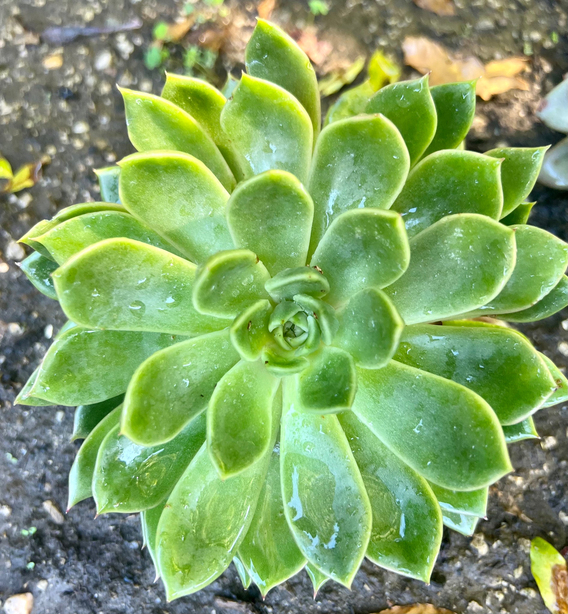 emerald empress succulent Echeveria "Emerald Ripple" – ILoveTus Succulents