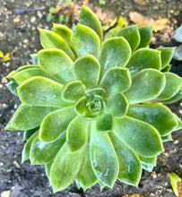 Load image into Gallery viewer, Echeveria &quot;Emerald Ripple&quot;