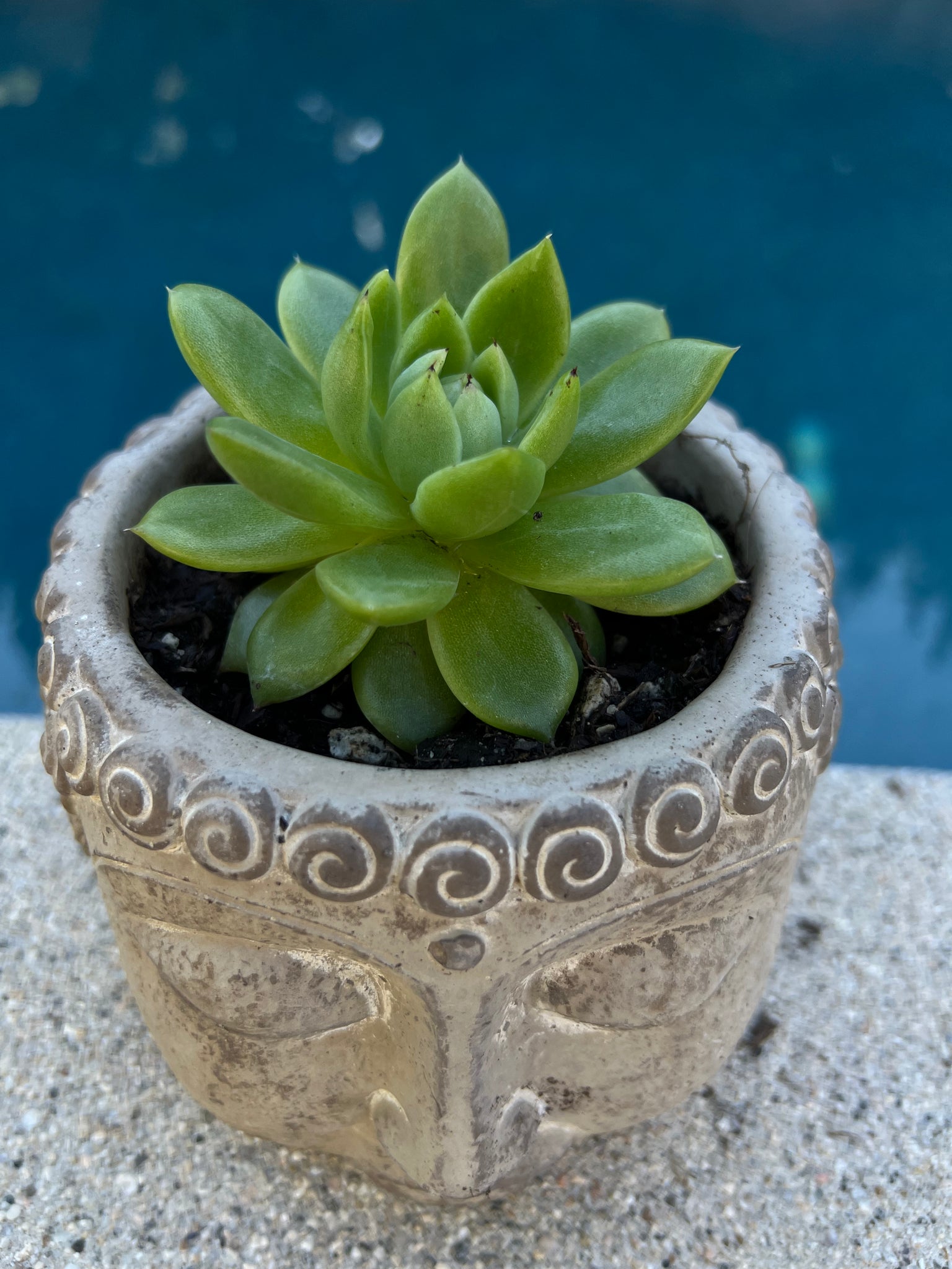 emerald empress succulent Echeveria "Emerald Ripple" – ILoveTus Succulents