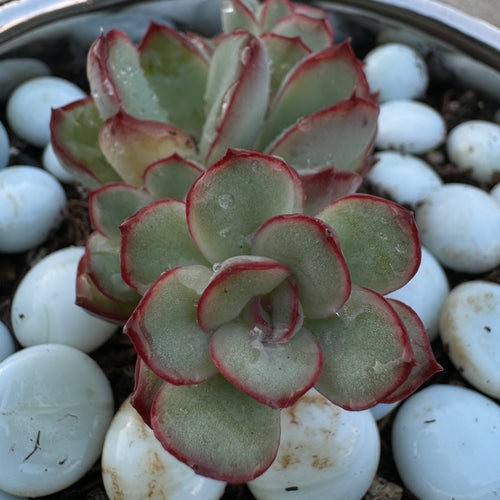 Echeveria Moranii 