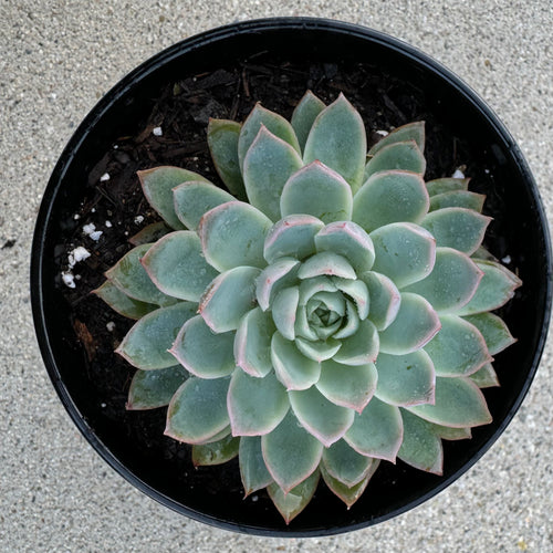 Echeveria 