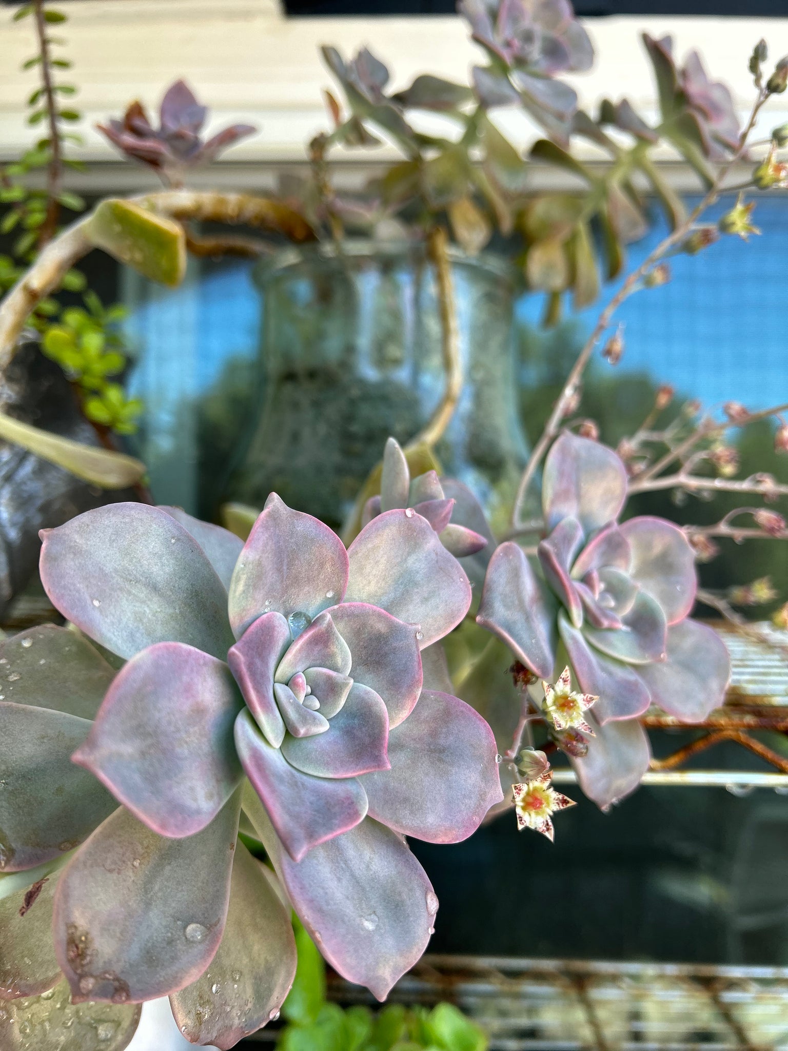 succulent purple delight Graptopetalum "Purple Delight" – ILoveTus Succulents