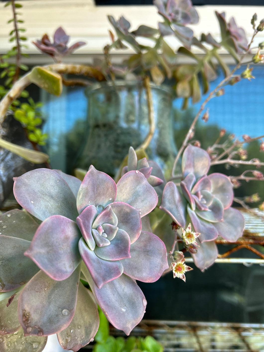 Graptopetalum 