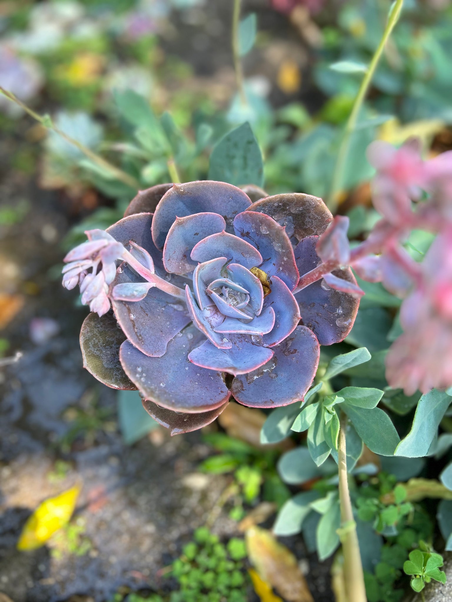 succulent perle von nurnberg Echeveria "Perle von Nürnberg" – ILoveTus Succulents