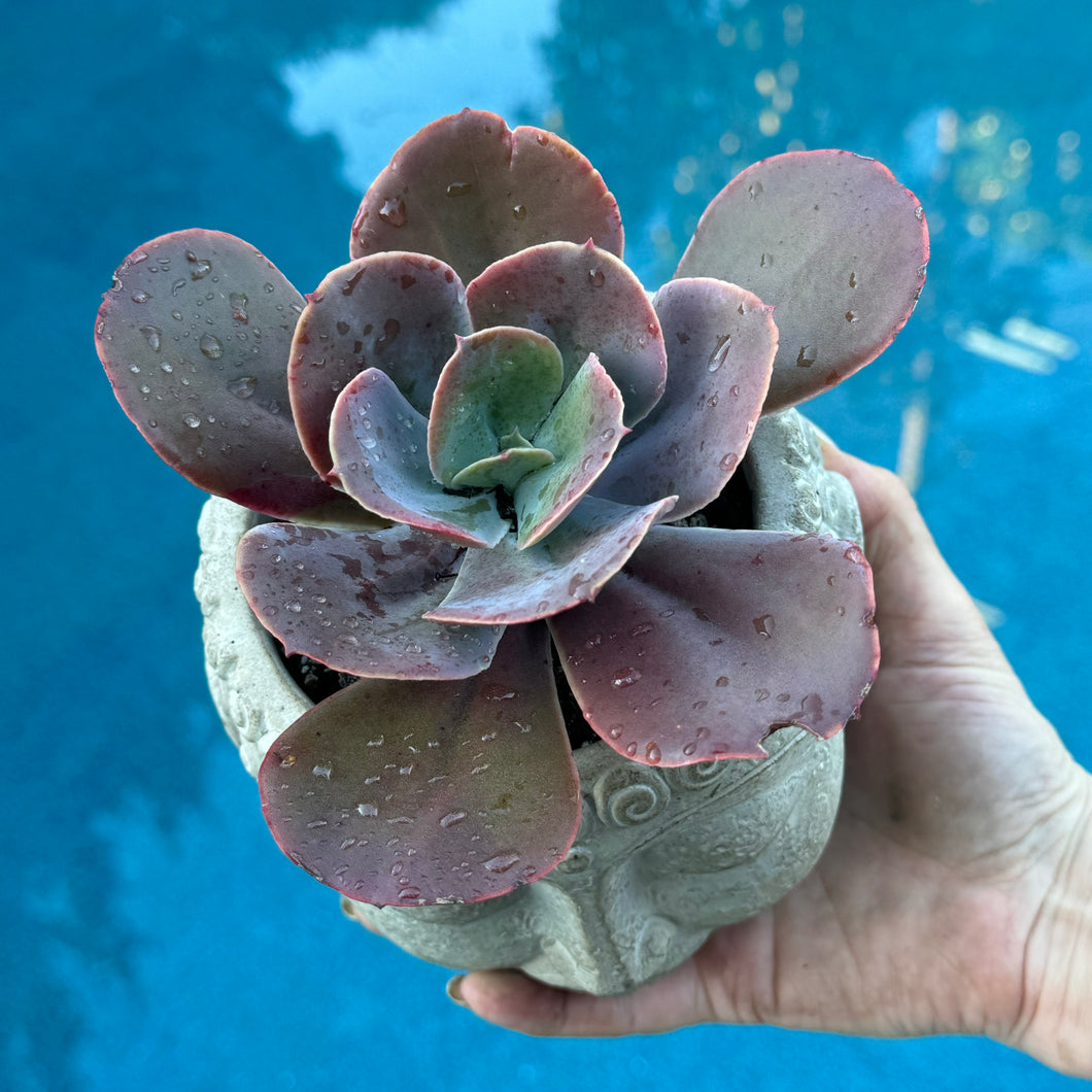 Echeveria 