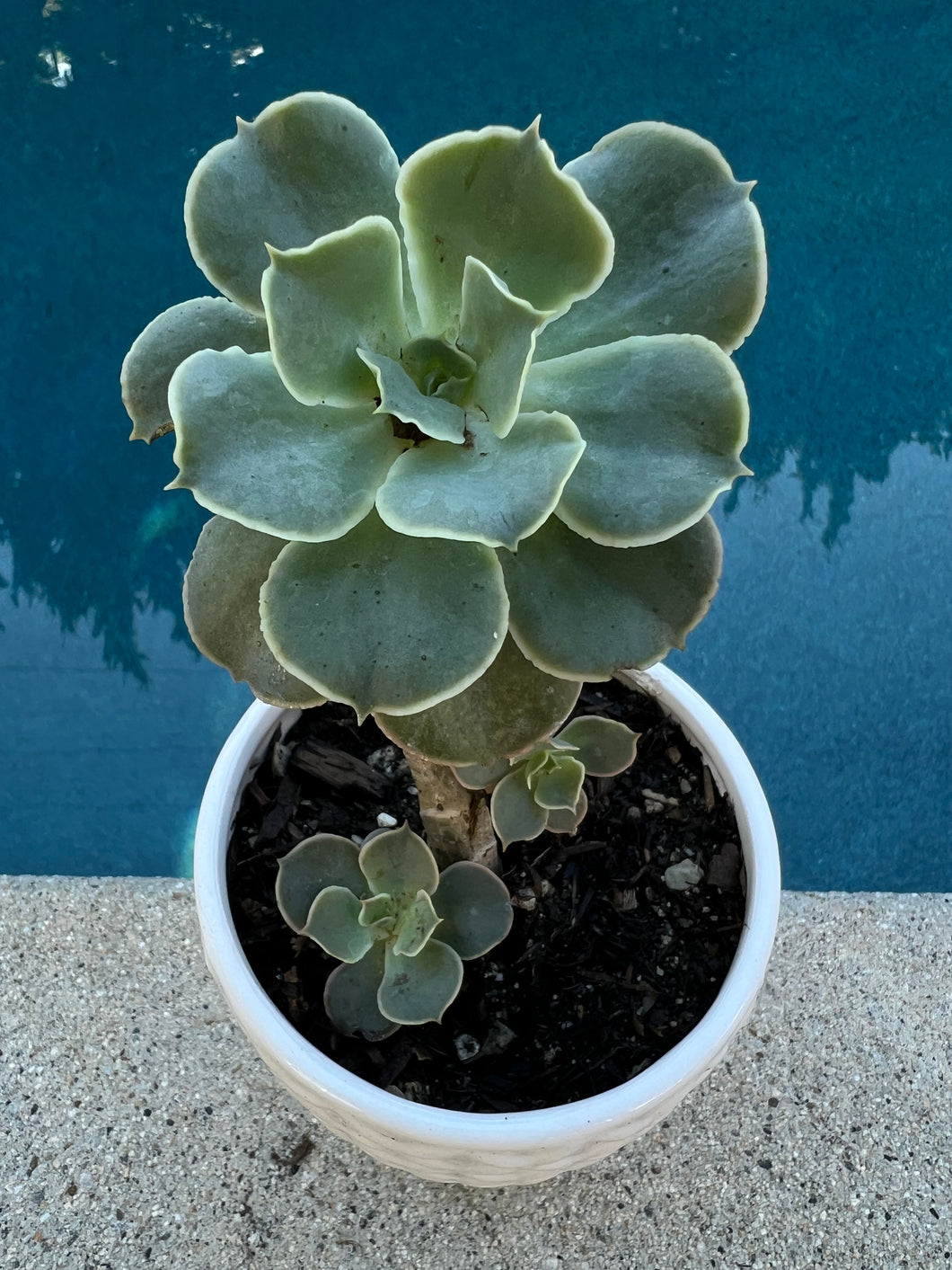 Echeveria Secunda 