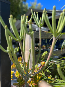 Euphorbia Aphelia "Leafless Spurge"