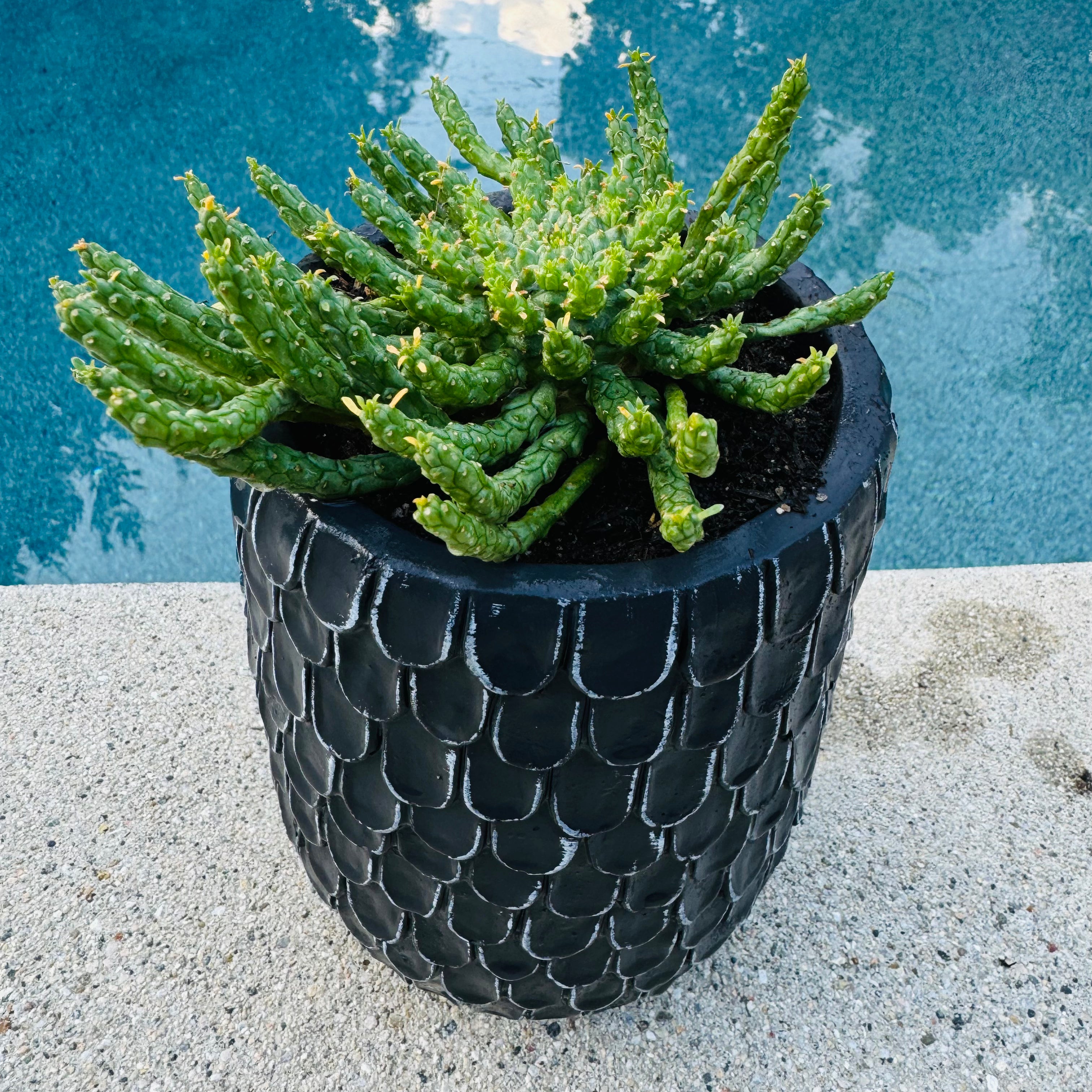 medusa succulent flower Euphorbia Flanaganii "Medusa's Head" – ILoveTus Succulents