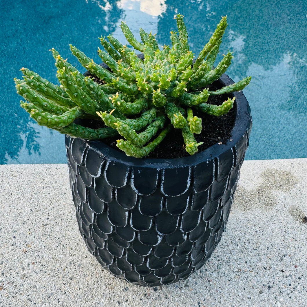 medusa plant pot Euphorbia Flanaganii "Medusa's Head" – ILoveTus Succulents