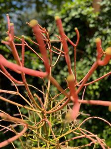 orange pencil cactus Euphorbia Tirucalli "Pencil Plant" – ILoveTus Succulents