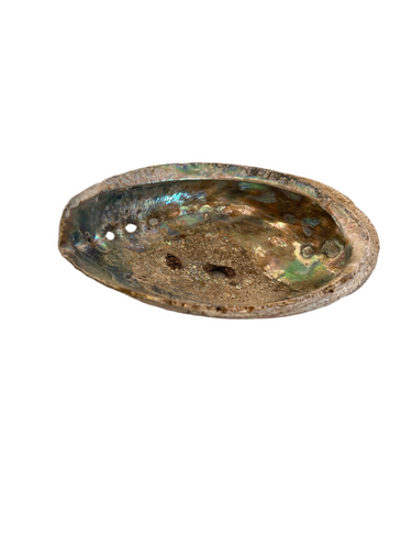 Shelltus Medium