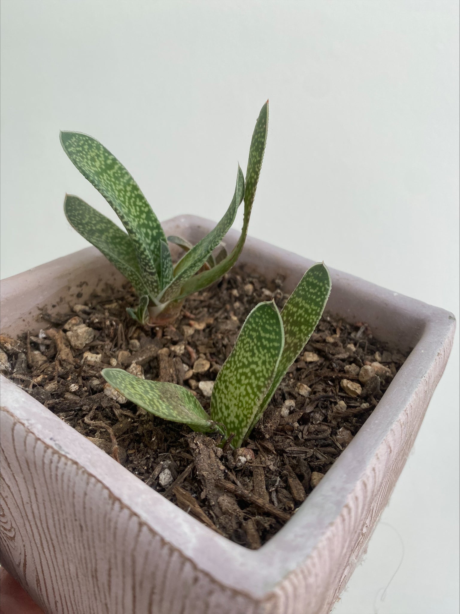 succulent tongue Gasteria Gracilis "Ox" or "Lawyer's Tongue" – ILoveTus Succulents