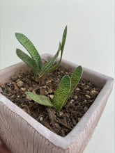 Load image into Gallery viewer, Gasteria Gracilis &quot;Ox&quot; or &quot;Lawyer&#39;s Tongue&quot;