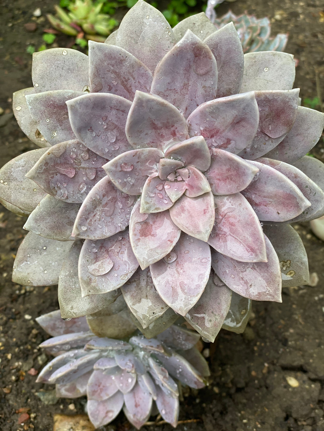 Graptopetalum Pentandrum 