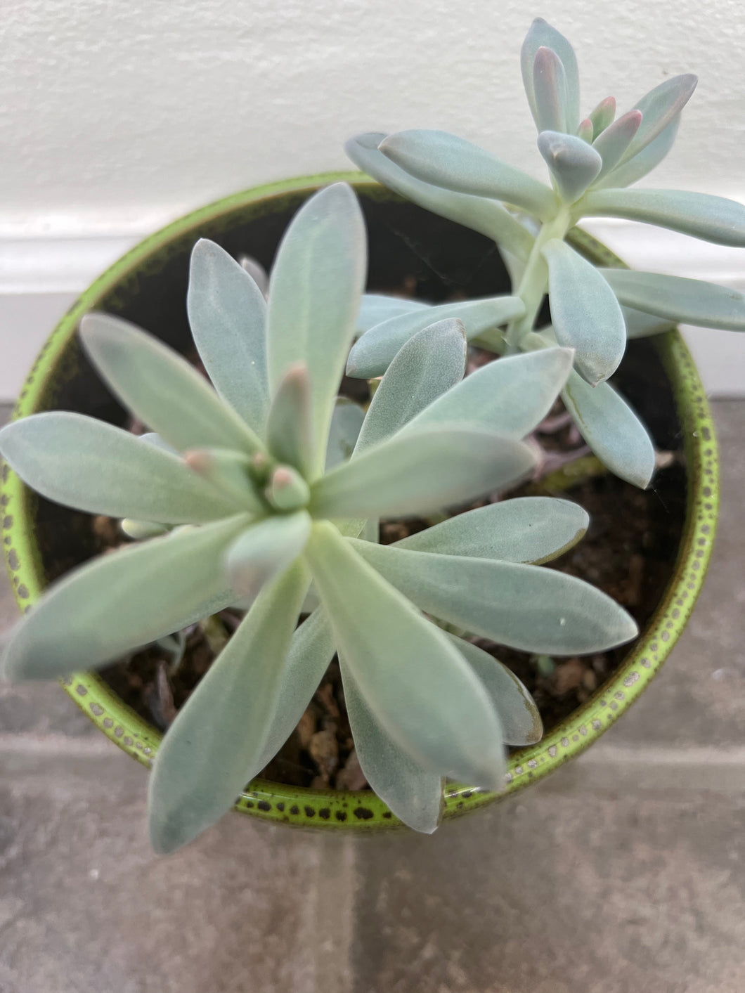 succulent blue pearl Graptosedum Francesco Baldi "Darley Sunshine" or "Blue Pearl" – ILoveTus Succulents