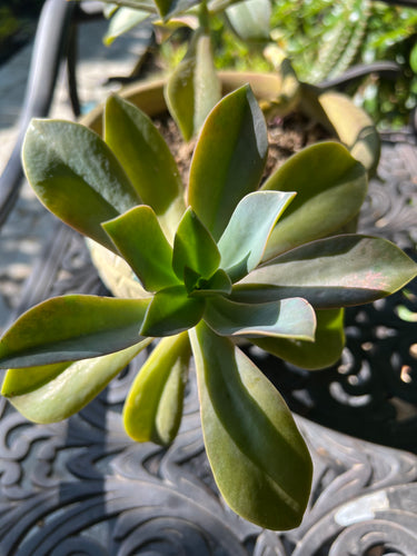 Graptoveria Fred Ives 