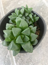 Load image into Gallery viewer, Haworthia Mirabilis Var Mundula