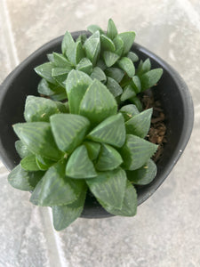 Haworthia Mirabilis Var Mundula