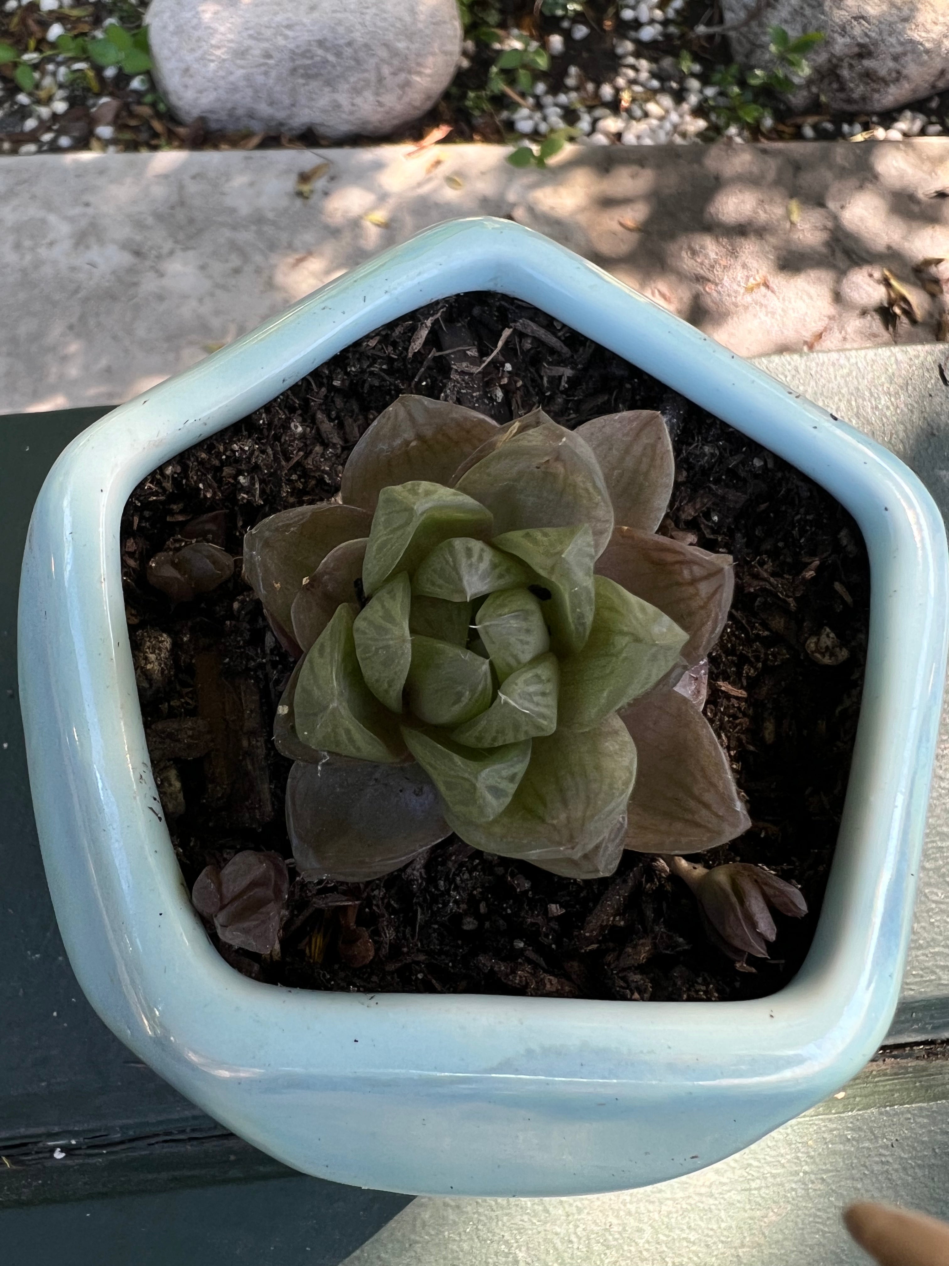 haworthia window succulent Haworthia Cymbiformis "Cathedral Window Haworthia" – ILoveTus Succulents