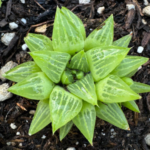 star cactus succulent Haworthia Retusa F. Geraldii "Star Cactus" or Glass Leaf Succulent" – ILoveTus Succulents