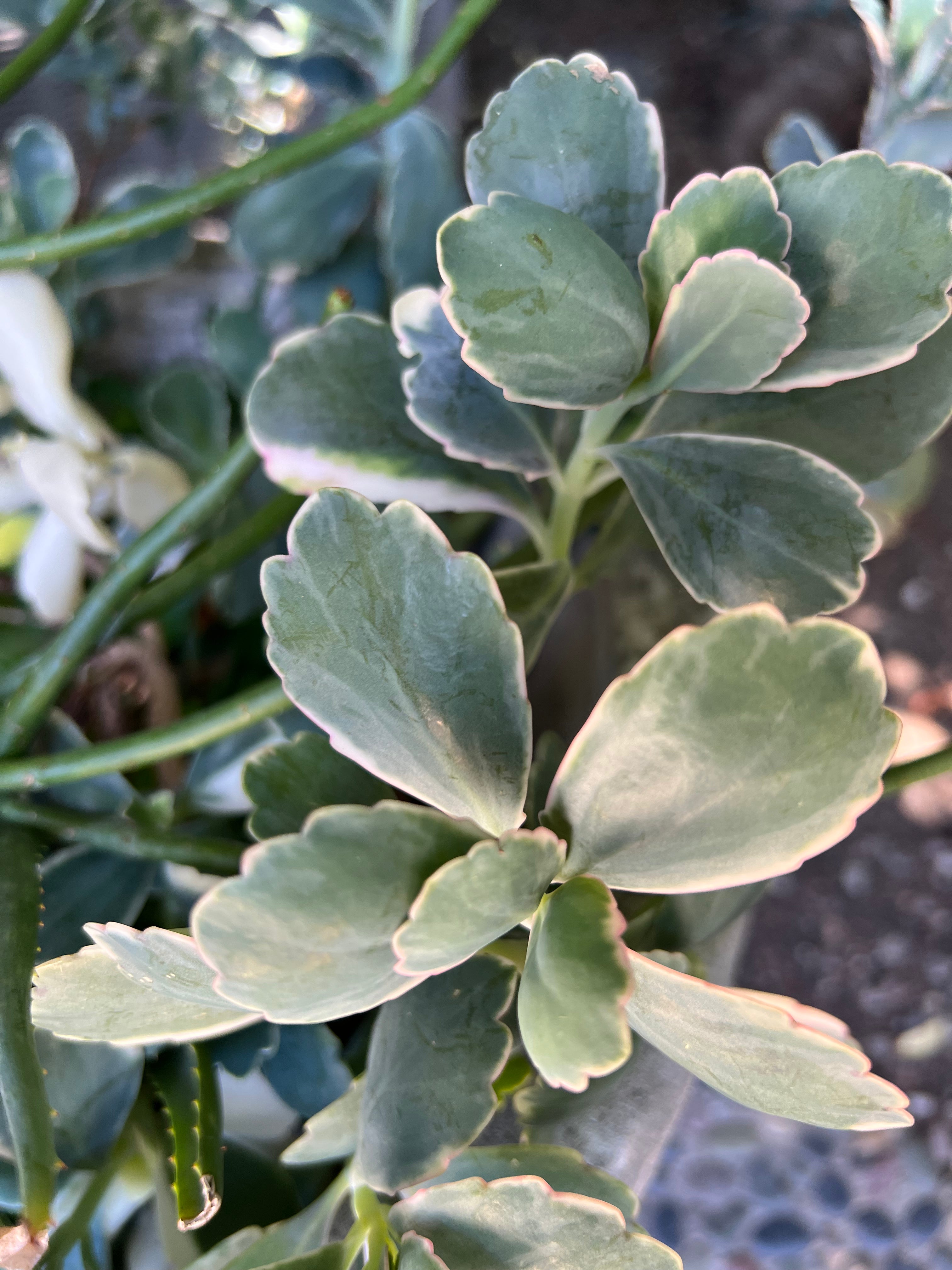 succulent with scalloped leaves Kalanchoe Fedtschenkoi "Lavender Scallops" – ILoveTus Succulents