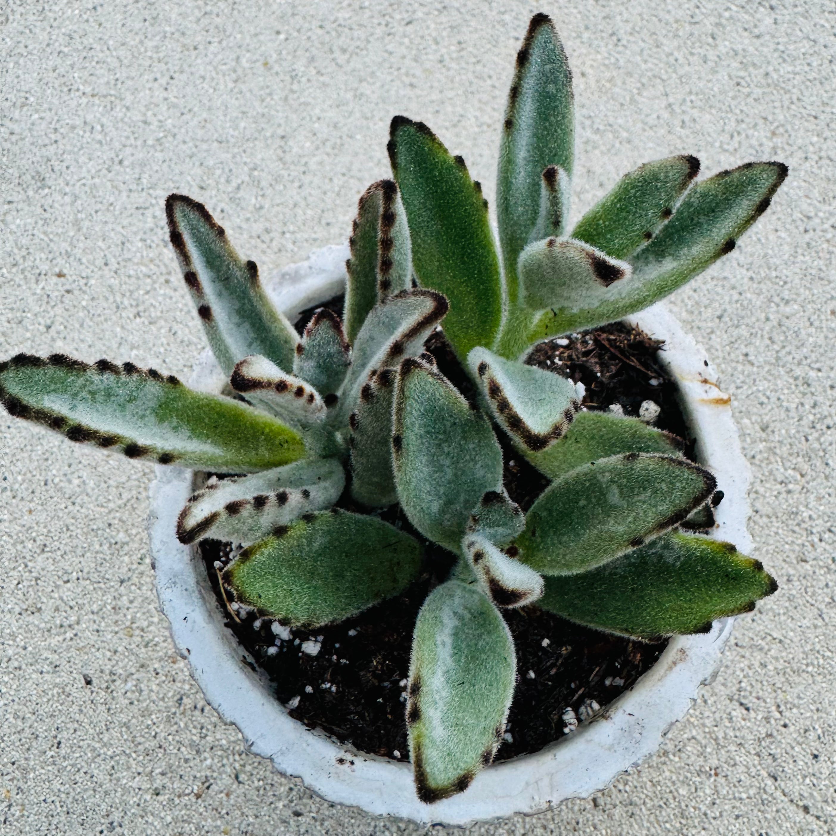 chocolate soldier succulent plants Kalanchoe Tomentosa "Chocolate Soldier or Panda Plant" – ILoveTus Succulents
