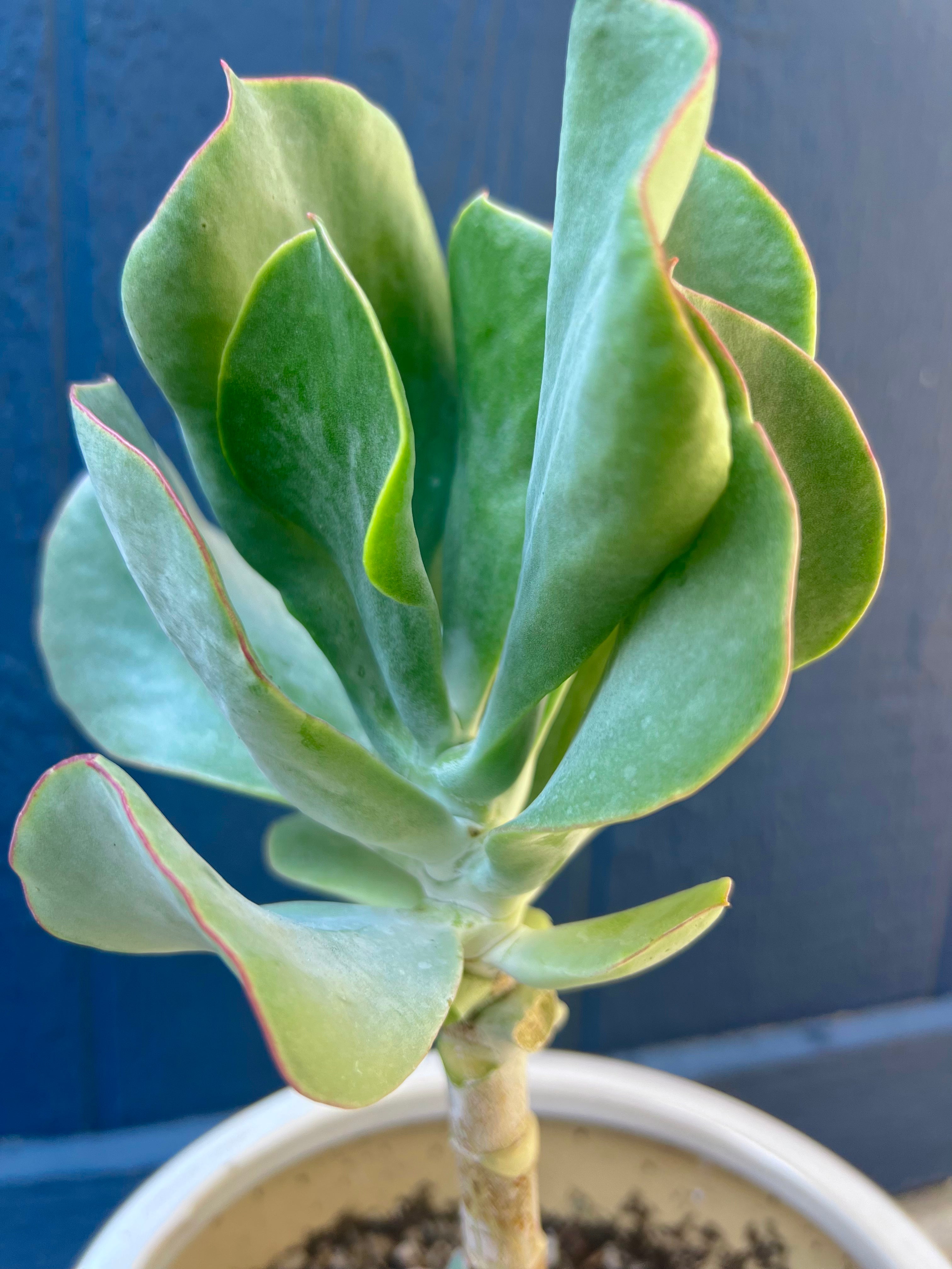 Kalanchoe Dinklagei 